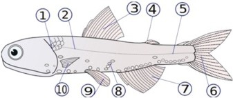 سمي التراكيب في جسم السمكة الذي يقلل من فرصة الأنقلاب الجانبي للسمكة؟